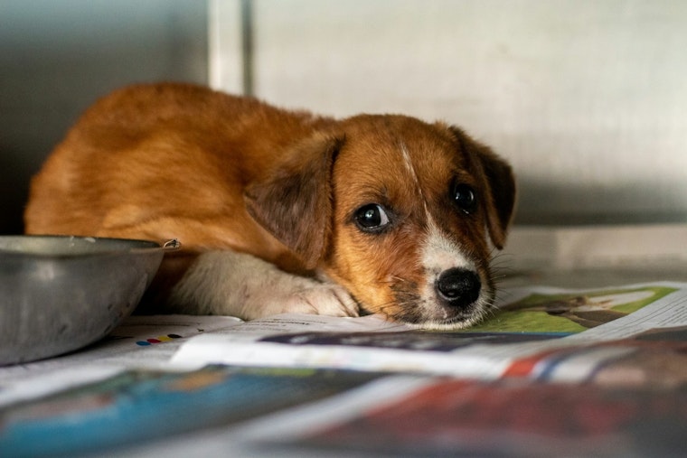 Los Angeles DA Launches Crackdown on Animal Cruelty with 25 New Cases
