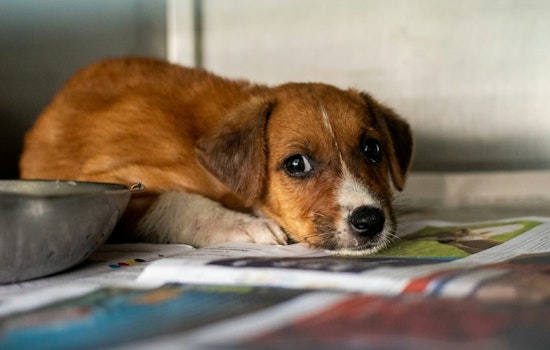 Los Angeles DA Launches Crackdown on Animal Cruelty with 25 New Cases