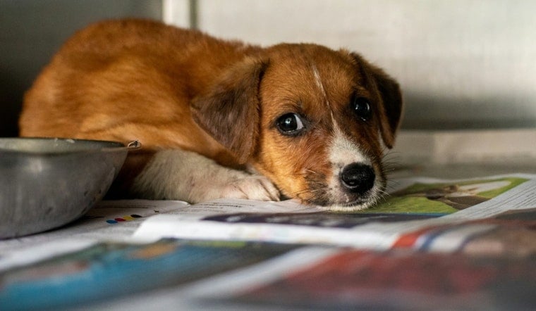 Los Angeles DA Launches Crackdown on Animal Cruelty with 25 New Cases
