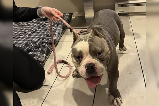 Lost Pitbull Reunited with Owner in Mankato After Community Effort