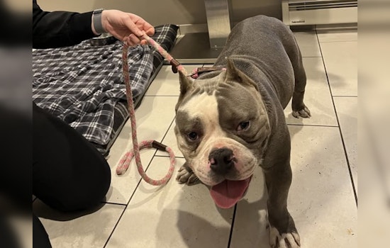 Lost Pitbull Reunited with Owner in Mankato After Community Effort