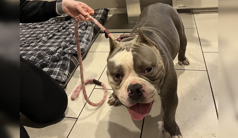 Lost Pitbull Reunited with Owner in Mankato After Community Effort