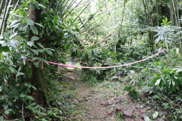 Mānoa Falls Trail in Honolulu Closed for Cleanup After Tree Limb Incident, Nearby Puʻu Pia Trail Suggested for Hikers