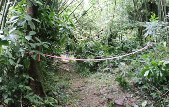Mānoa Falls Trail in Honolulu Closed for Cleanup After Tree Limb Incident, Nearby Puʻu Pia Trail Suggested for Hikers