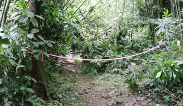 Mānoa Falls Trail in Honolulu Closed for Cleanup After Tree Limb Incident, Nearby Puʻu Pia Trail Suggested for Hikers