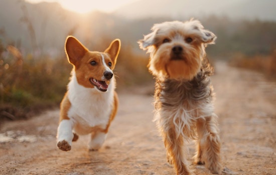 Maple Grove's Tails & Ales Event to Delight Pets and Owners with Fun, Music, and Adoption Opportunities