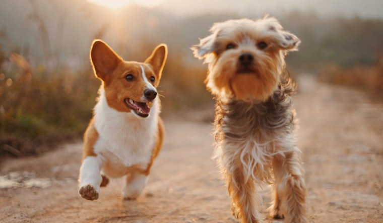 Maple Grove's Tails & Ales Event to Delight Pets and Owners with Fun, Music, and Adoption Opportunities