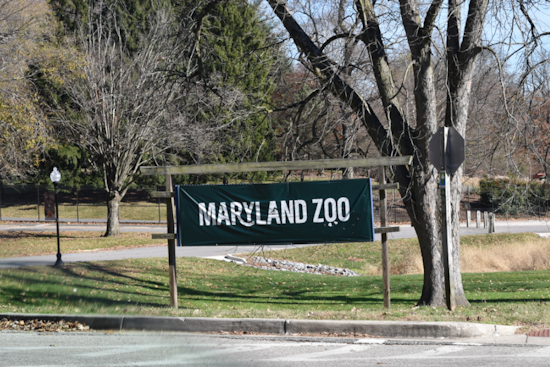 Maryland Zoo Breaks Ground on New Red Panda Habitat as Part of Main Valley Revitalization