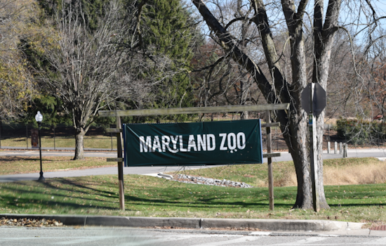 Maryland Zoo Breaks Ground on New Red Panda Habitat as Part of Main Valley Revitalization