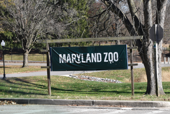 Maryland Zoo's Newest Giraffe 'Titali' Named in Donor Contest, Surprising Birth Delights Keepers