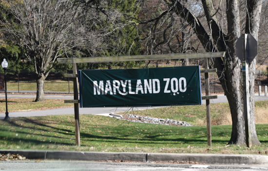 Maryland Zoo's Newest Giraffe 'Titali' Named in Donor Contest, Surprising Birth Delights Keepers