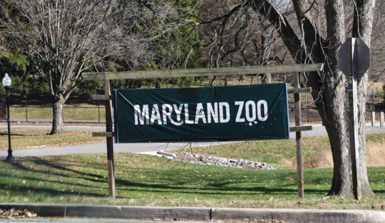 Maryland Zoo's Newest Giraffe 'Titali' Named in Donor Contest, Surprising Birth Delights Keepers