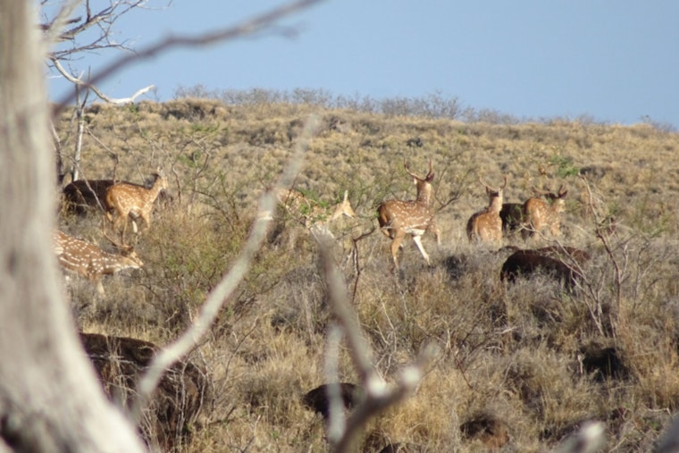 Maui Nui Offers Bounty on Axis Deer: Landowners Called to Aid in Controlling Invasive Species