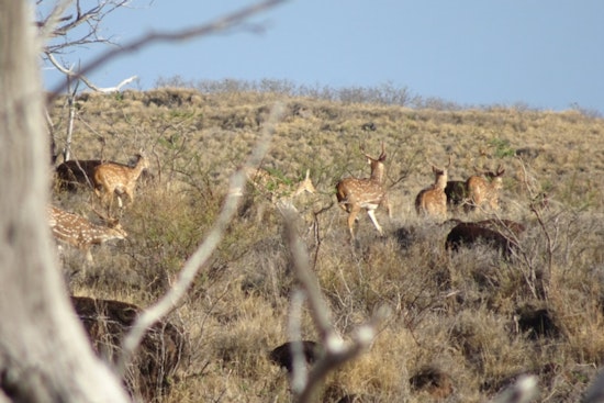 Maui Nui Offers Bounty on Axis Deer: Landowners Called to Aid in Controlling Invasive Species