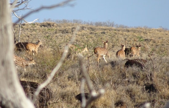 Maui Nui Offers Bounty on Axis Deer: Landowners Called to Aid in Controlling Invasive Species