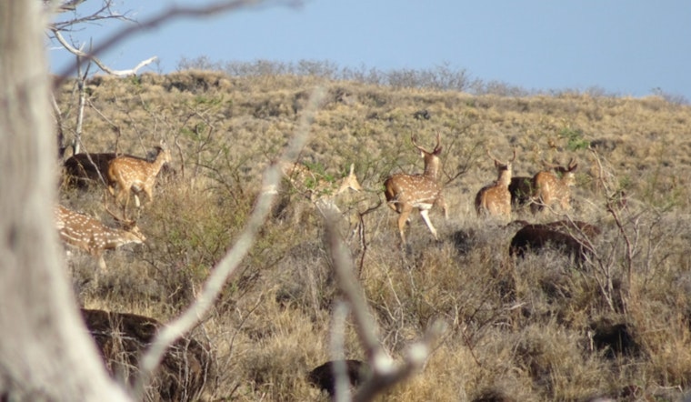 Maui Nui Offers Bounty on Axis Deer: Landowners Called to Aid in Controlling Invasive Species