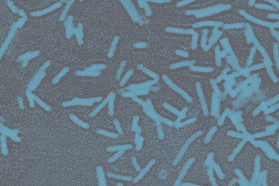 Medical Marvel as Oklahoma Scientists Turn Gut Bacteria Into Cancer Killing Machines