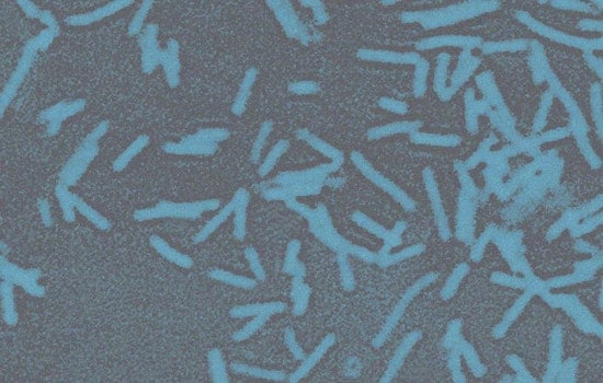 Medical Marvel as Oklahoma Scientists Turn Gut Bacteria Into Cancer Killing Machines