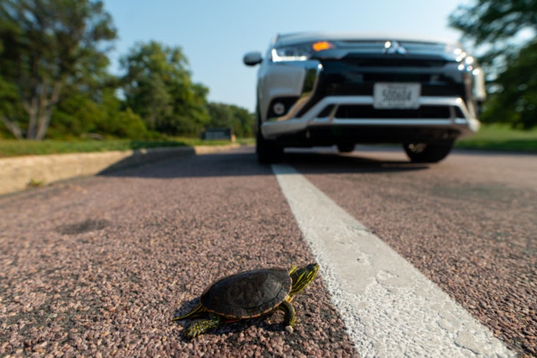 Minneapolis Park Board Launches Protective Measures for Turtles Along City's Roadways