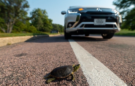 Minneapolis Park Board Launches Protective Measures for Turtles Along City's Roadways