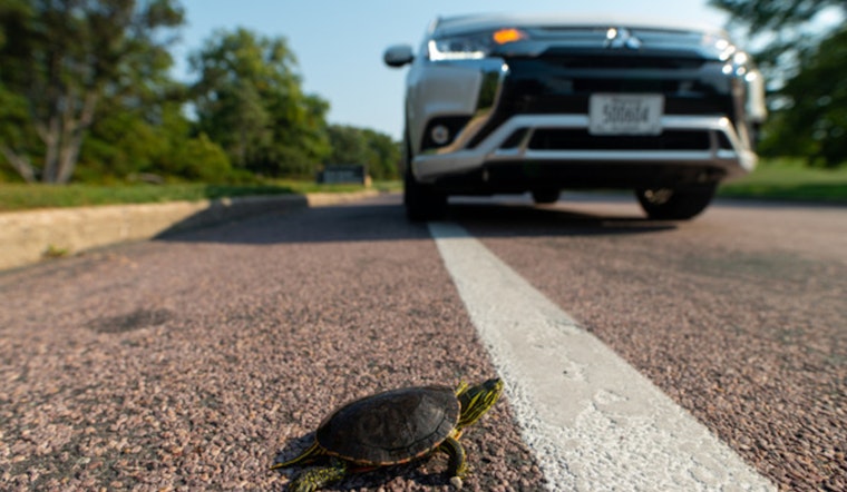 Minneapolis Park Board Launches Protective Measures for Turtles Along City's Roadways
