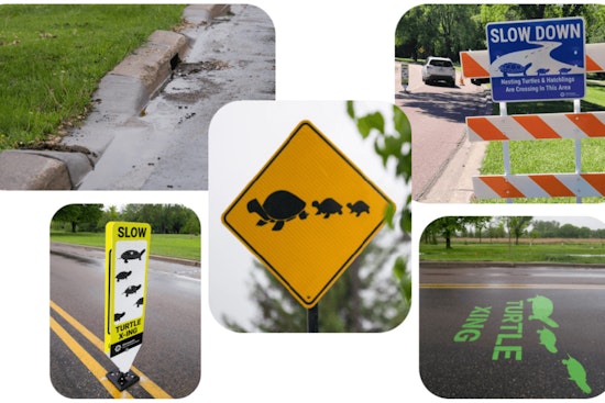 Minneapolis Rolls Out Pilot Program to Safeguard Turtles on Busy Parkways