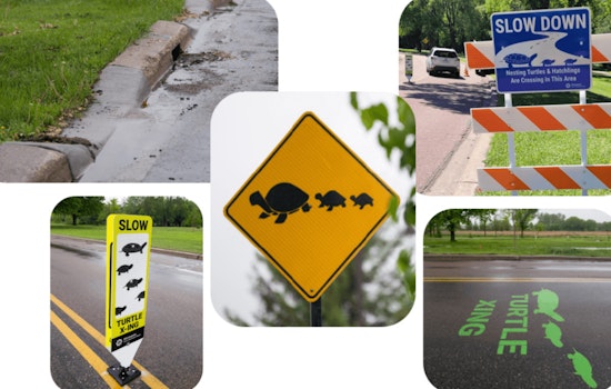 Minneapolis Rolls Out Pilot Program to Safeguard Turtles on Busy Parkways