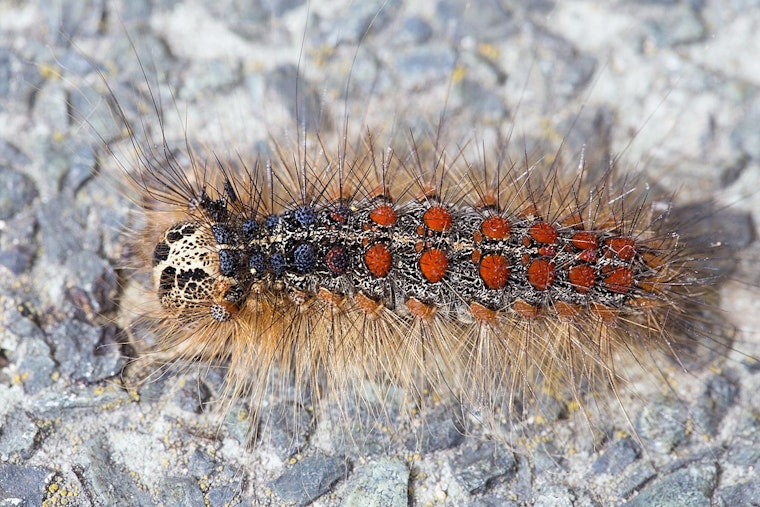 Minnesota Department of Agriculture Cancels Aerial Spongy Moth Control in Coon Rapids, Implements Emergency Quarantine Instead