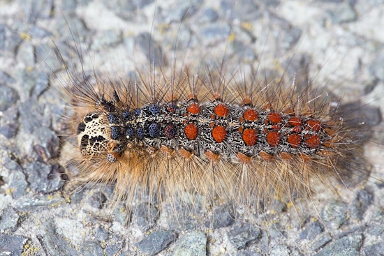 Minnesota Department of Agriculture Cancels Aerial Spongy Moth Control in Coon Rapids, Implements Emergency Quarantine Instead