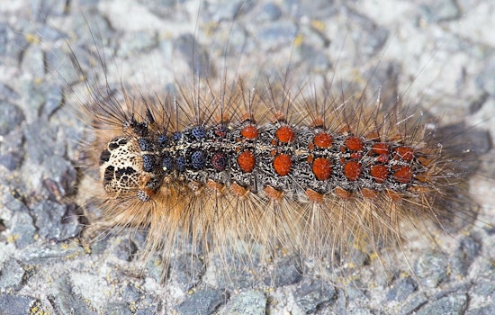 Minnesota Department of Agriculture Cancels Aerial Spongy Moth Control in Coon Rapids, Implements Emergency Quarantine Instead