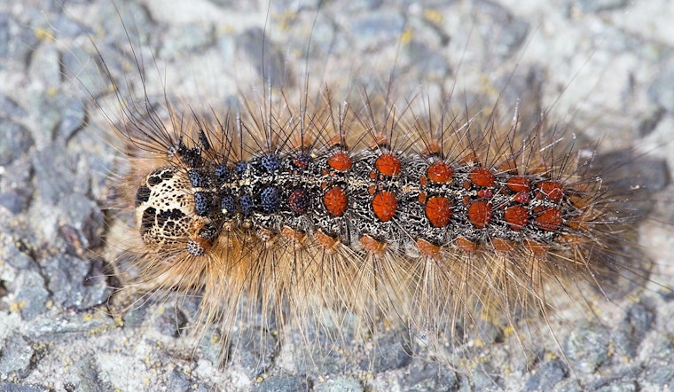 Minnesota Department of Agriculture Cancels Aerial Spongy Moth Control in Coon Rapids, Implements Emergency Quarantine Instead