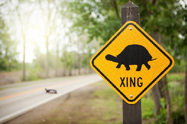 Minnesota Motorists Urged to Watch for Turtles During Crucial Breeding Season