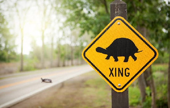 Minnesota Motorists Urged to Watch for Turtles During Crucial Breeding Season