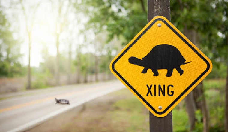 Minnesota Motorists Urged to Watch for Turtles During Crucial Breeding Season