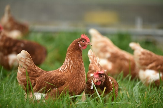 Minnesota Senate Passes Transformative Agriculture Budget to Support Farm Health and Food Security Amid Challenges