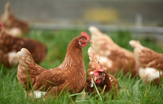 Minnesota Senate Passes Transformative Agriculture Budget to Support Farm Health and Food Security Amid Challenges