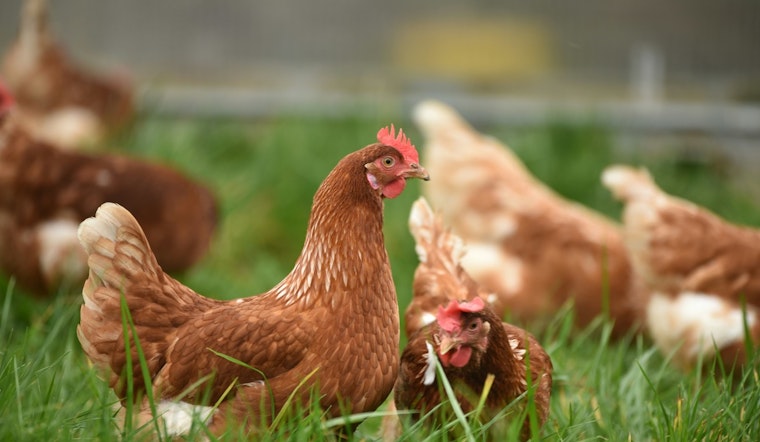Minnesota Senate Passes Transformative Agriculture Budget to Support Farm Health and Food Security Amid Challenges
