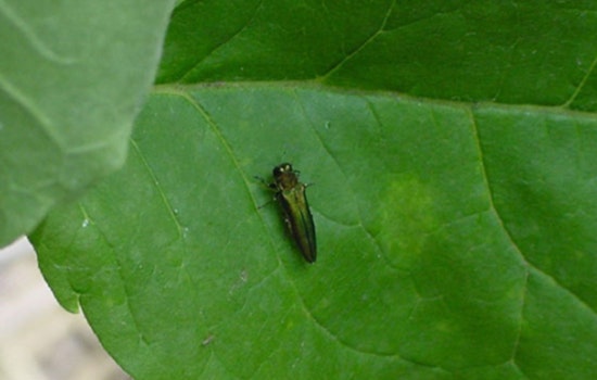 Minnesota's Battle Against Emerald Ash Borer Intensifies During Awareness Week
