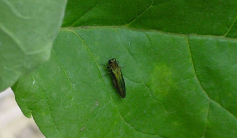 Minnesota's Battle Against Emerald Ash Borer Intensifies During Awareness Week