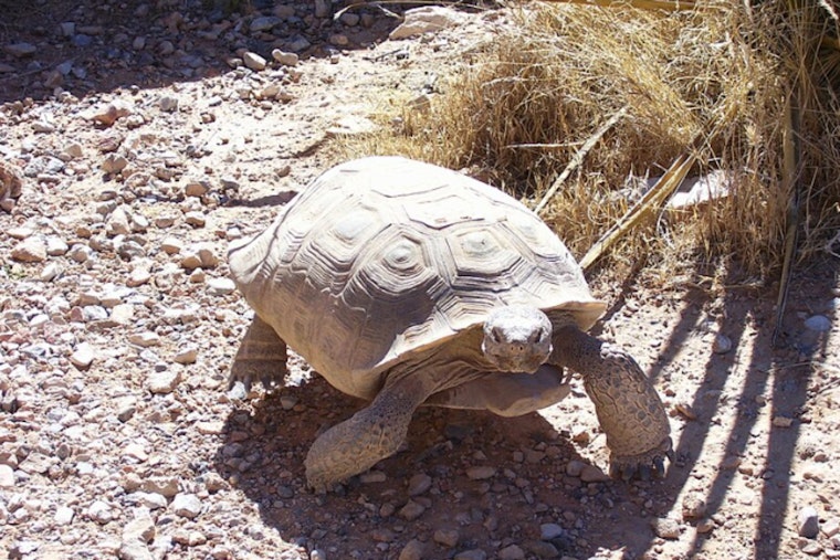 Mojave Max Shatters Personal Record for Latest Spring Emergence in Southern Nevada