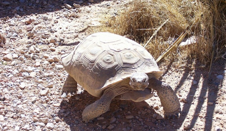 Mojave Max Shatters Personal Record for Latest Spring Emergence in Southern Nevada