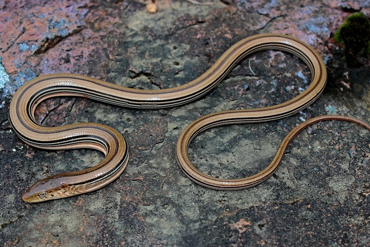 Monroe County's Endangered Species in Balance as DNR Authorizes Oakdale Electric Co-op’s Infrastructure Project
