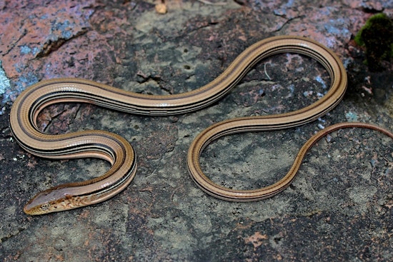 Monroe County's Endangered Species in Balance as DNR Authorizes Oakdale Electric Co-op’s Infrastructure Project