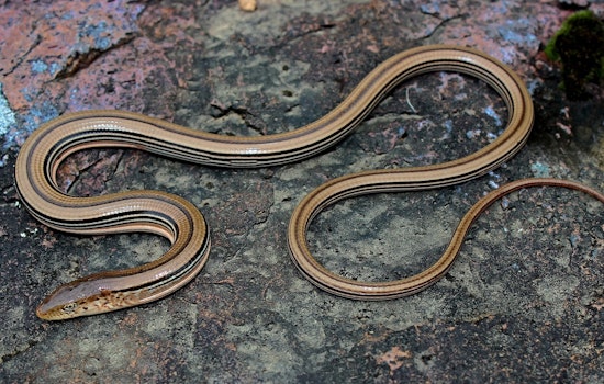 Monroe County's Endangered Species in Balance as DNR Authorizes Oakdale Electric Co-op’s Infrastructure Project
