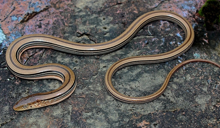 Monroe County's Endangered Species in Balance as DNR Authorizes Oakdale Electric Co-op’s Infrastructure Project