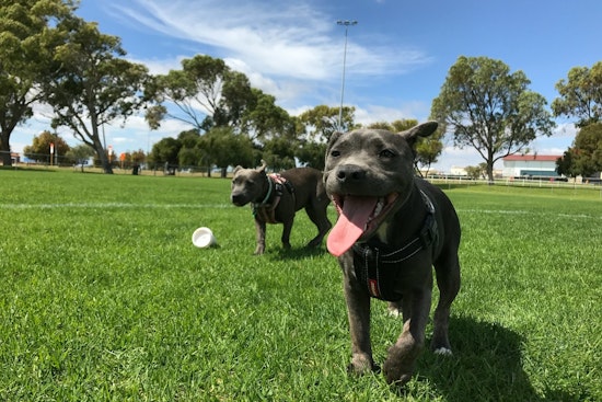 New Kiwanis Dog Park Set to Open in Tempe With Ribbon-Cutting Event May 31