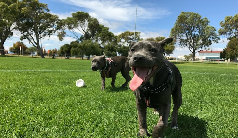 New Kiwanis Dog Park Set to Open in Tempe With Ribbon-Cutting Event May 31