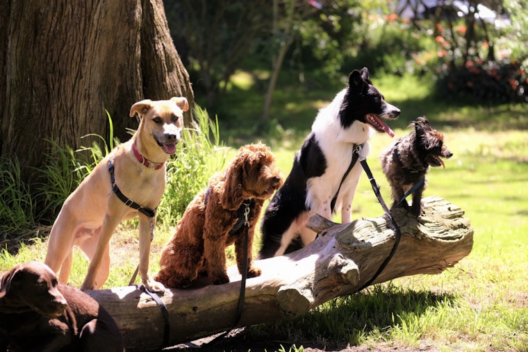 New York City Reexamines Animal Laws After Service Dog's Mauling by Pit Bulls on Upper West Side Spurs Outrage and Calls for Reform
