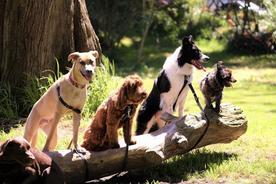New York City Reexamines Animal Laws After Service Dog's Mauling by Pit Bulls on Upper West Side Spurs Outrage and Calls for Reform