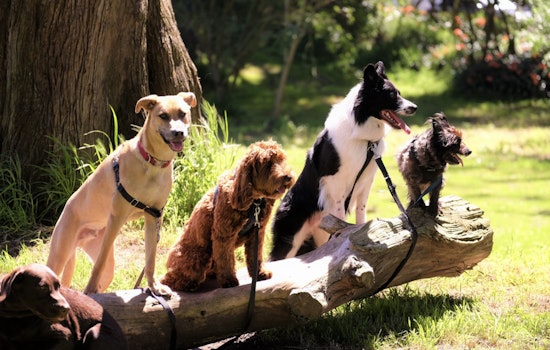 New York City Reexamines Animal Laws After Service Dog's Mauling by Pit Bulls on Upper West Side Spurs Outrage and Calls for Reform